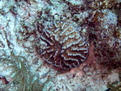 Mycetophyllia