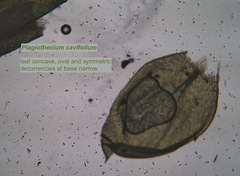 Plagiothecium cavifolium