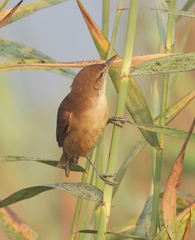 Acrocephalus stentoreus