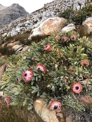 Protea magnifica