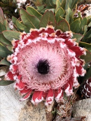 Protea magnifica