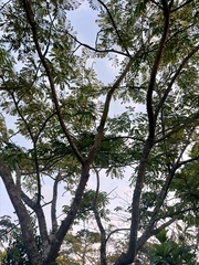 Pseudosamanea guachapele