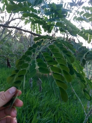 Pseudosamanea guachapele
