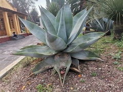 Agave guiengola