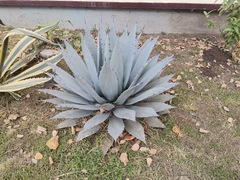 Agave applanata