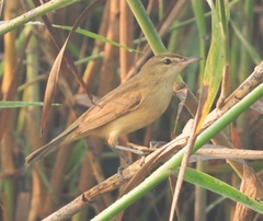 Acrocephalus stentoreus