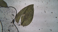 Plagiothecium cavifolium