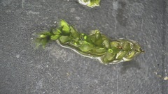 Plagiothecium cavifolium