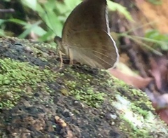 Tanaecia iapis puseda