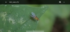 Neogriphoneura