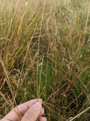 Paspalum floridanum