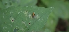 Neogriphoneura