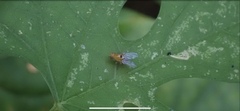 Neogriphoneura