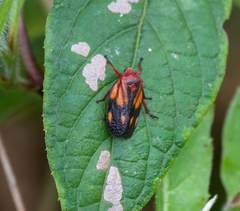 Mahanarva rubropicta