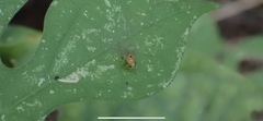 Neogriphoneura