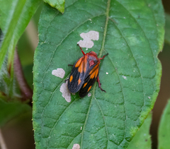 Mahanarva rubropicta