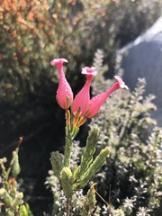 Erica junonia minor