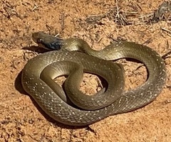 Crotaphopeltis hotamboeia