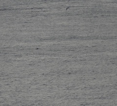 Phocoena phocoena phocoena