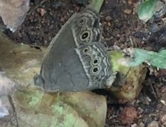 Mycalesis mineus macromalayana