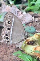 Mycalesis mineus macromalayana