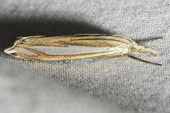 Crambus satrapellus
