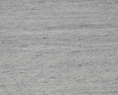 Phocoena phocoena phocoena