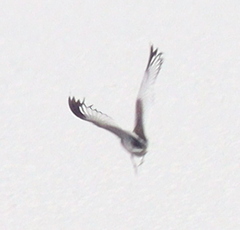 Hydrophasianus chirurgus