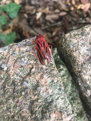 Sphenoclypeana parana