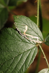 Stigmella aurella