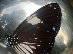 Euploea radamanthus radamanthus