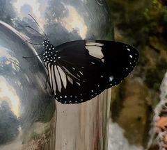 Euploea radamanthus radamanthus