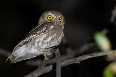 Micrathene whitneyi