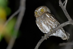 Micrathene whitneyi