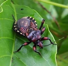 Brontostoma colossus