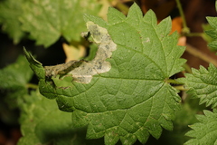Agromyza anthracina