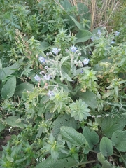 Borago officinalis