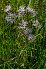 Dianthus superbus alpestris