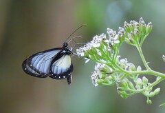 Hyalyris coeno coeno