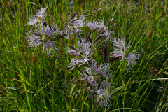 Dianthus superbus alpestris
