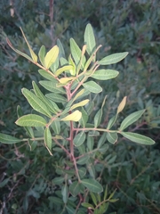 Pistacia lentiscus