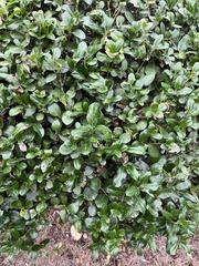 Ilex cornuta