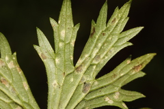 Entyloma