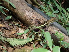 Diploderma polygonatum xanthostomum