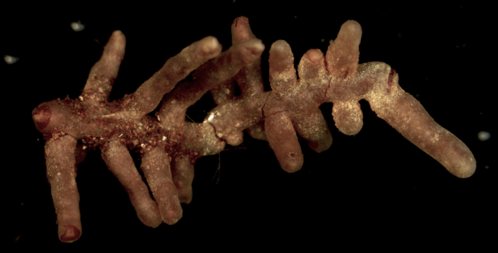 Russula ochroleuca image