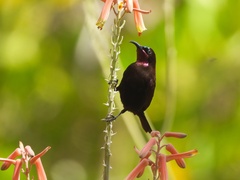 Chalcomitra amethystina