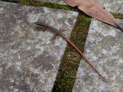 Takydromus kuehnei