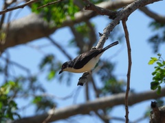 Dryoscopus cubla affinis