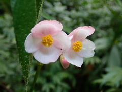 Begonia formosana