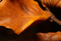 Phyllonorycter maestingella